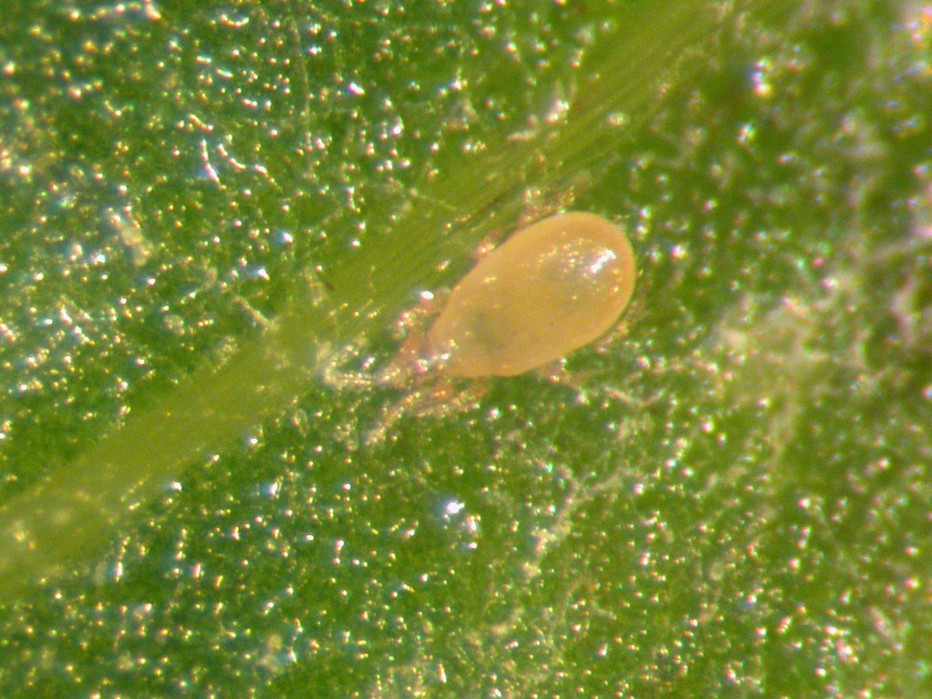 Amblyseius cucumeris 1