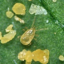 Amblyseius cucumeris 4