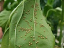 Aphidius colemani 1