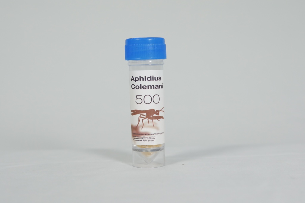 Aphidius colemani 4