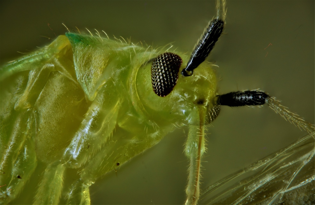 Macrolophus pygmaeus 4