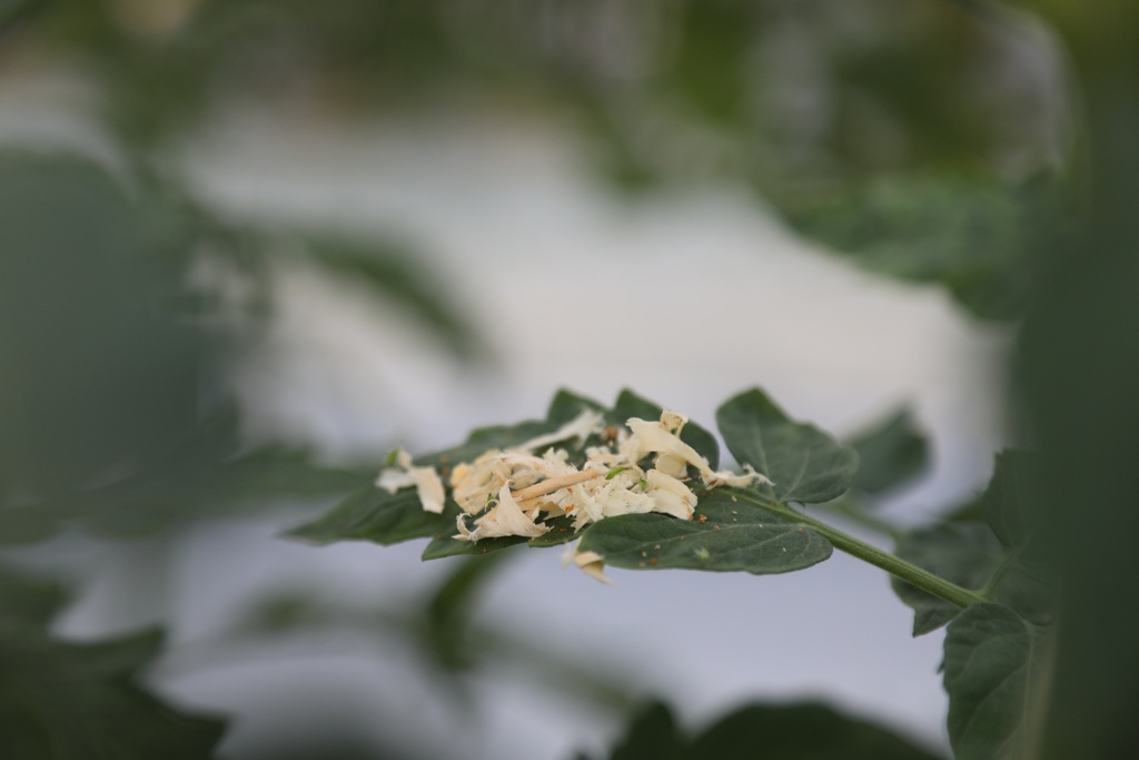 Macrolophus pygmaeus 6