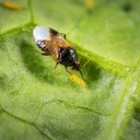 Orius laevigatus 1