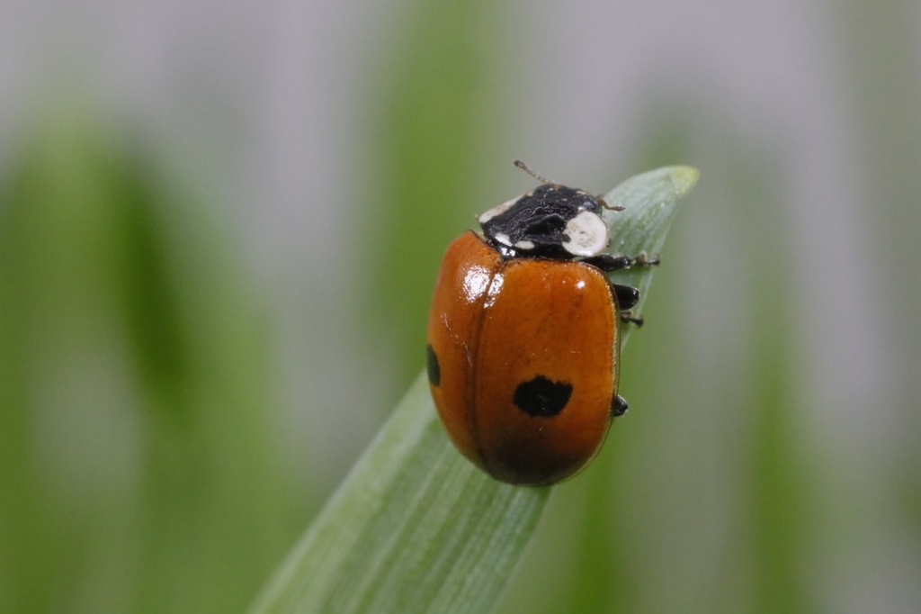 Adalia bipunctata 1