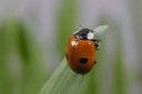 Adalia bipunctata 1