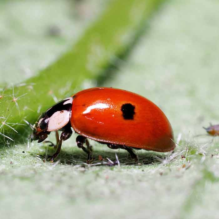 Adalia bipunctata 2
