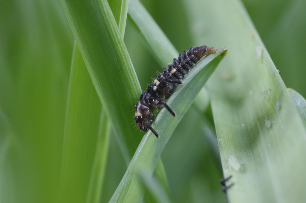 Adalia bipunctata 4