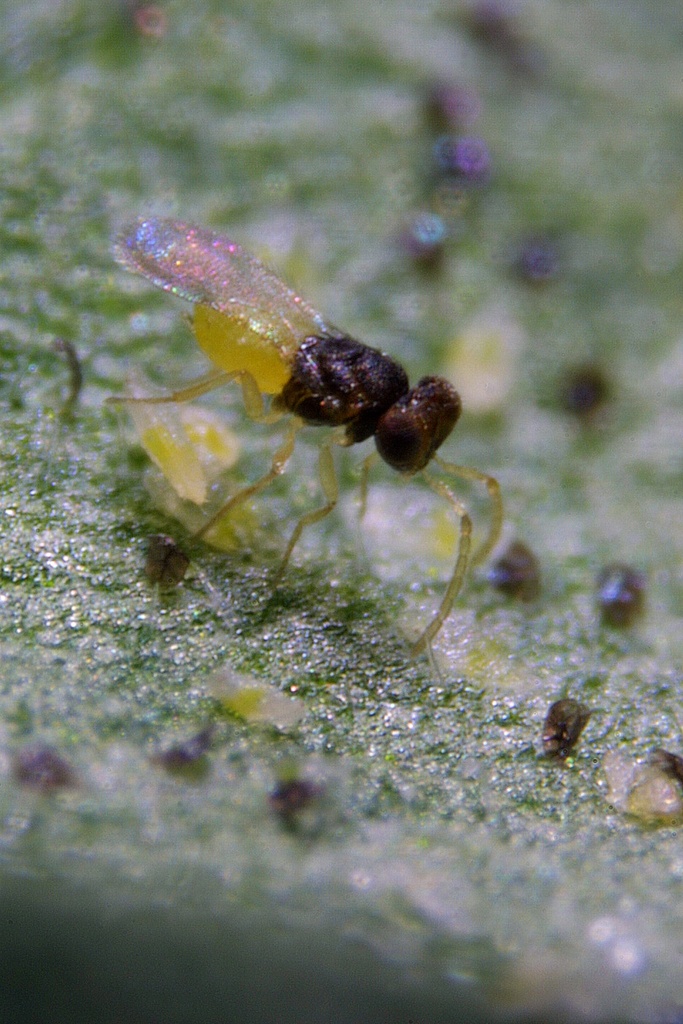 Encarsia formosa 2