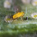Eretmocerus eremicus 2