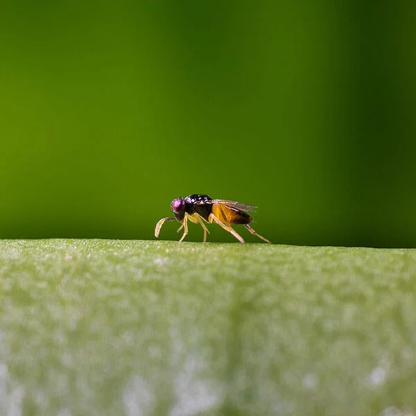 Aphidius foto (poprzednie główne)
