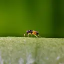 Aphidius foto (poprzednie główne)