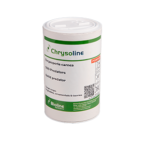Chrysoperla carnea Bioline 2