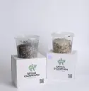 Trichoderma Mycelium Mushrooms 1