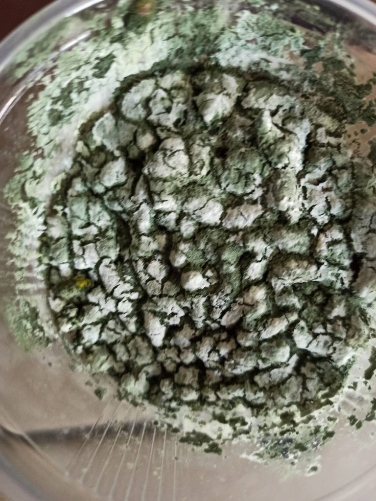 Trichoderma Mycelium Mushrooms 2