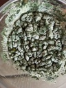 Trichoderma Mycelium Mushrooms 2