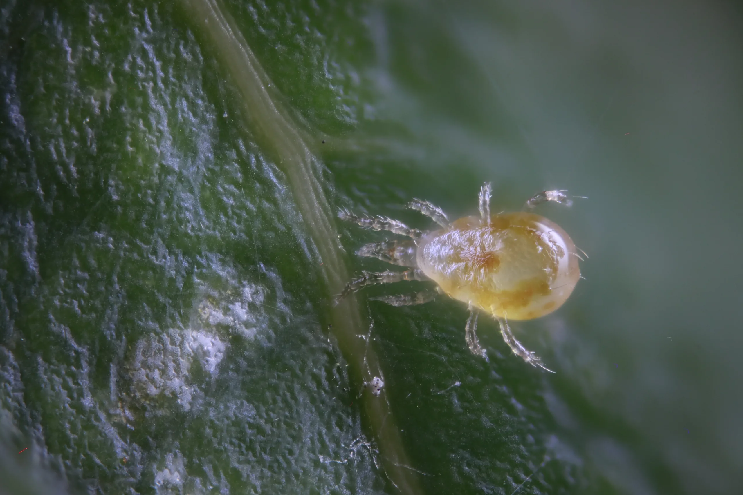 Amblyseius californicus 4