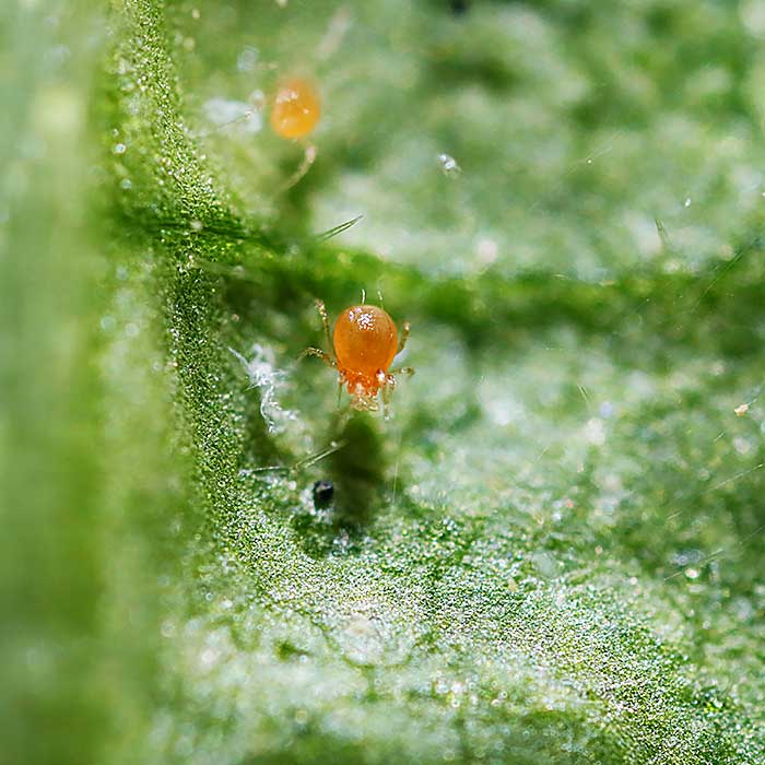 Phytoseiulus persimilis 1