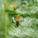Phytoseiulus persimilis 1