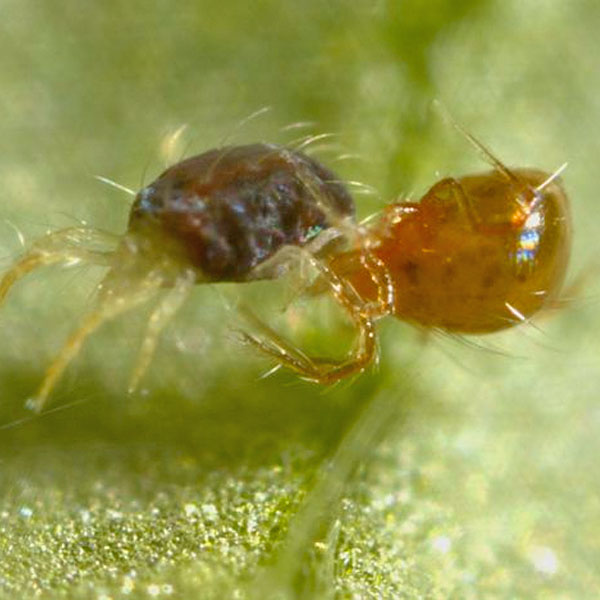 Phytoseiulus persimilis 2