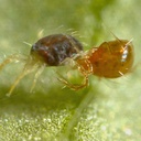 Phytoseiulus persimilis 2