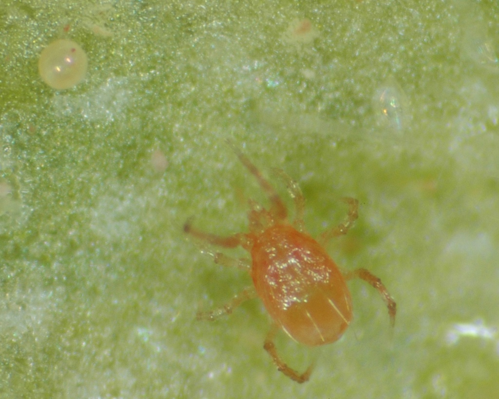 Phytoseiulus persimilis 3