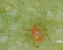 Phytoseiulus persimilis 3