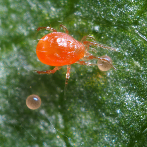 Phytoseiulus persimilis 4