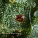 Neoseiulus longispinosus 3