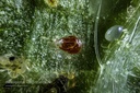 Neoseiulus longispinosus 4