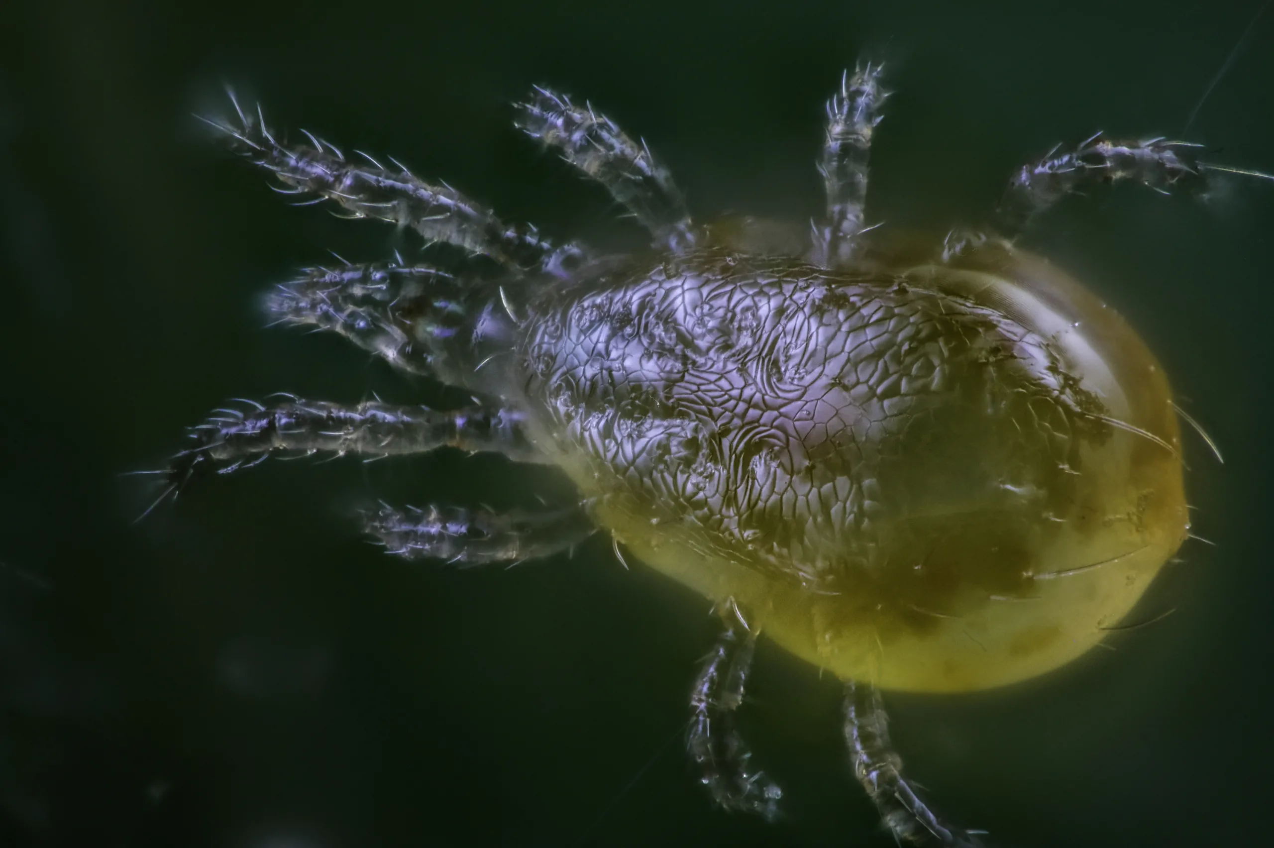 Amblyseius californicus 1