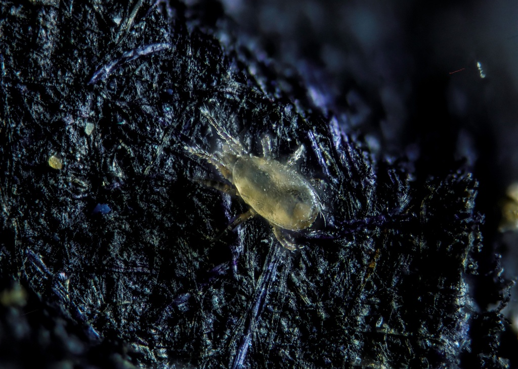 Amblyseius californicus 3