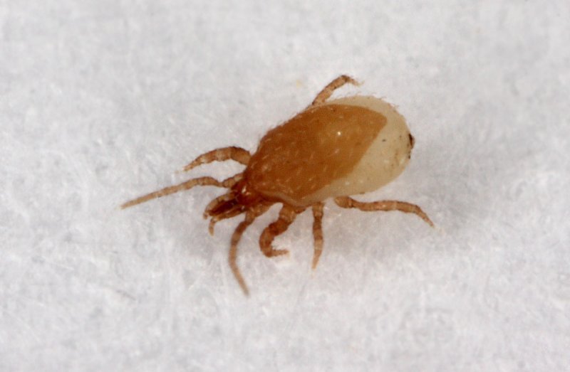 Hypoaspis miles 7