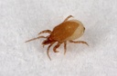 Hypoaspis miles 7