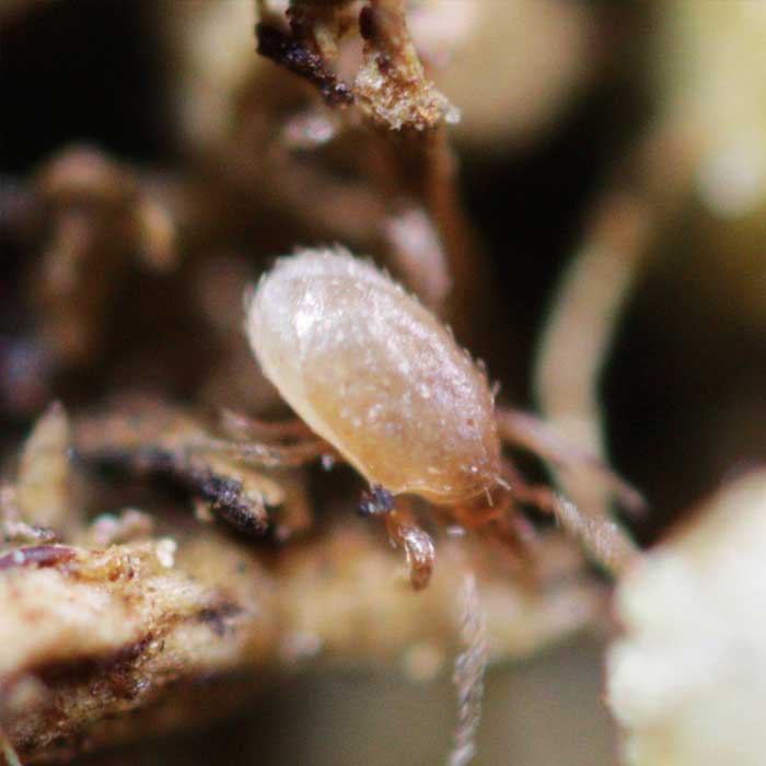 Hypoaspis miles 8