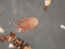 Hypoaspis miles 9