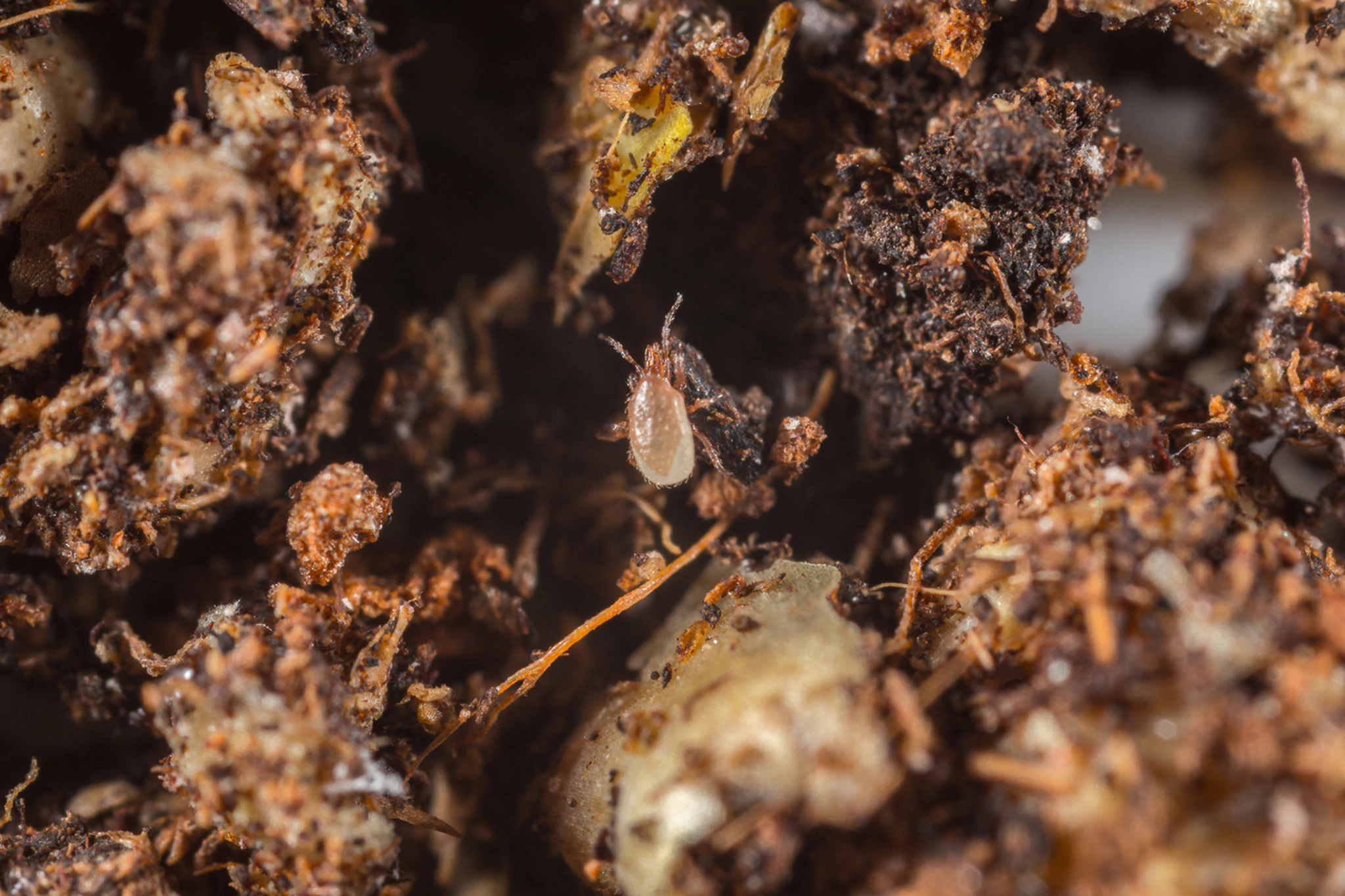 Hypoaspis miles 10