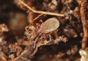 Hypoaspis miles 11