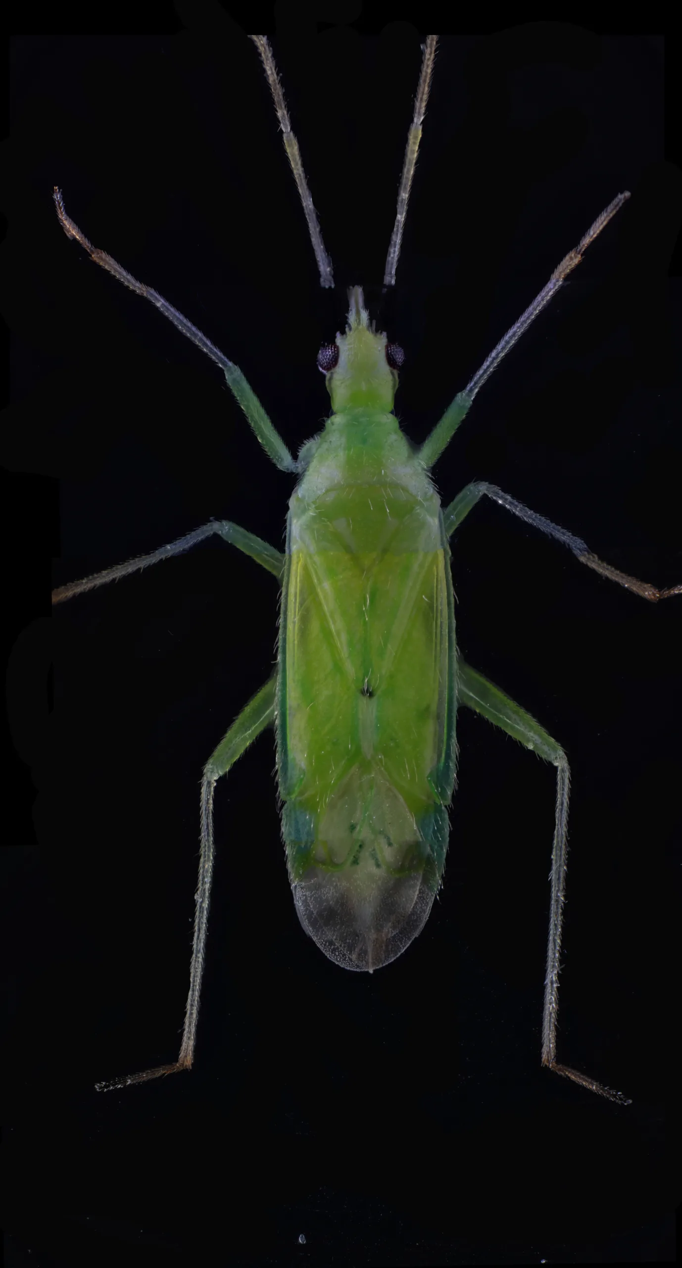 Macrolophus pygmaeus 6