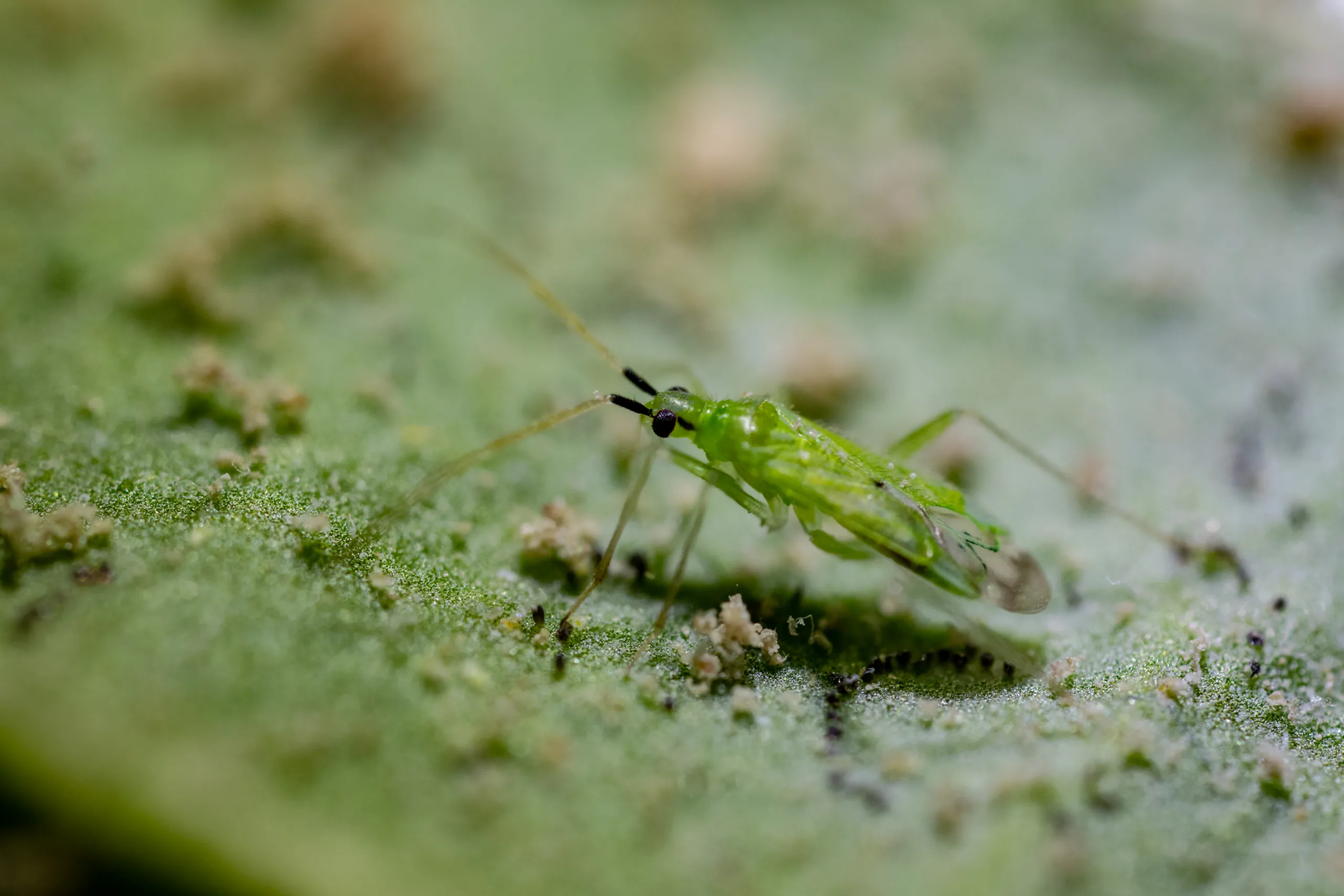 Macrolophus pygmaeus 7