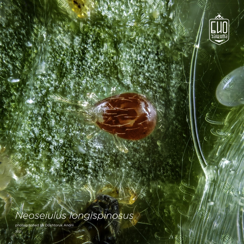 Neoseiulus longispinosus 5
