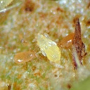 Neoseiulus agrestis 6