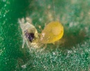 Neoseiulus agrestis 7
