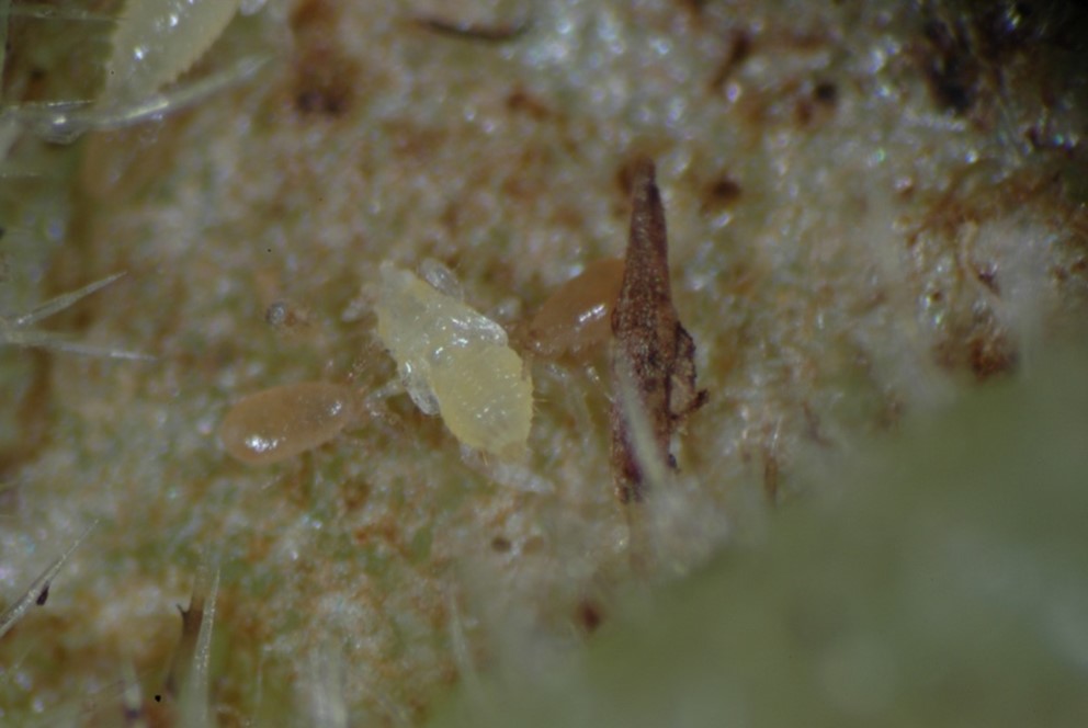 Neoseiulus agrestis 8