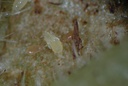 Neoseiulus agrestis 4