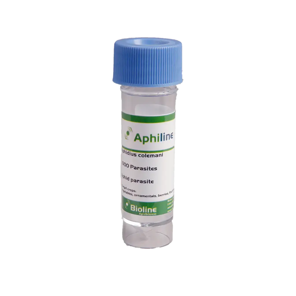 Aphidius colemani