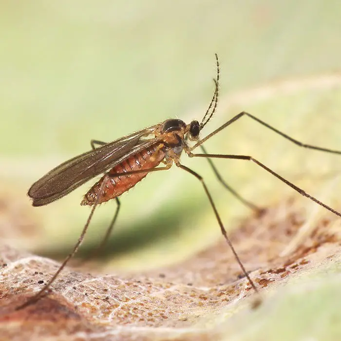 Feltiella acarisuga