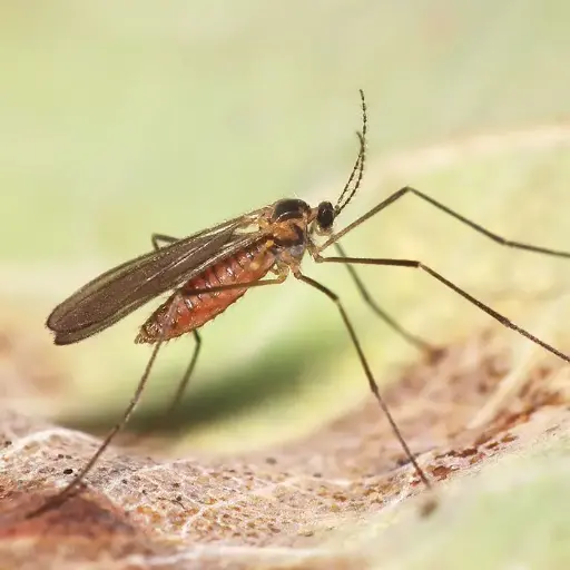 Feltiella acarisuga